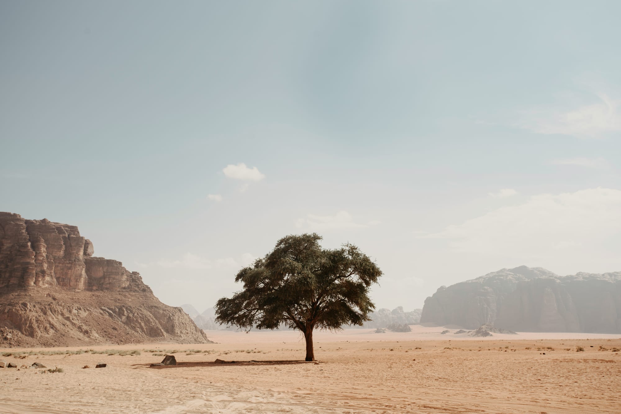 Looking for the Fig Tree